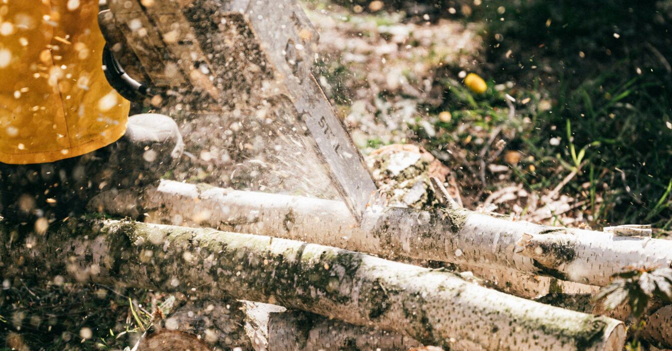 [IMAGE] Settore forestale